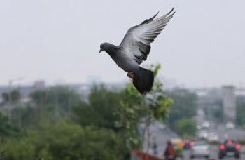 Ankand rekord/Pëllumbi shitet për 1.6 milion euro