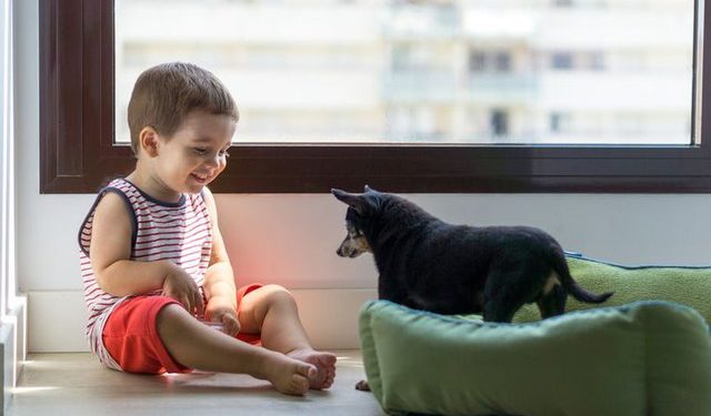 A e dini sa e rrezikshme është kur qeni lëpin fëmijën tuaj? Ja ç’mund t’i ndodhë