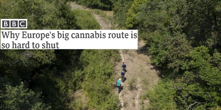 Reportazhi i BBC/ Si kanabisi shqiptar kalon maleve në Greqi dhe përfundon në Europë
