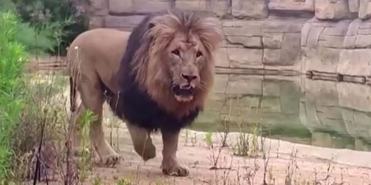 Barcelonë/ Katër luanë infektohen me Covid-19