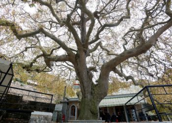 Pema gjigante, si është historia e Rrapit të Libohovës (FOTO)