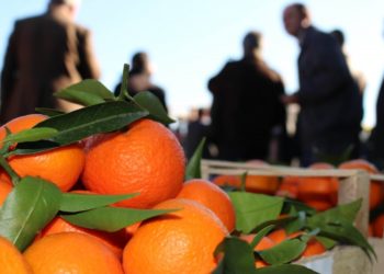 Tregtari serb i mahnitur me mandarinat e Konispolit: Janë më të mira se të Greqisë