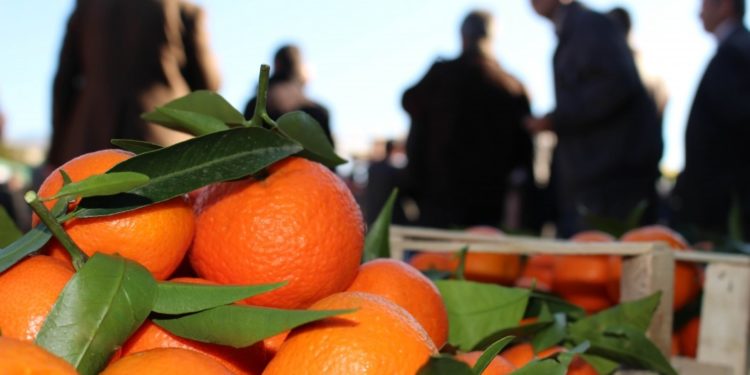 Tregtari serb i mahnitur me mandarinat e Konispolit: Janë më të mira se të Greqisë