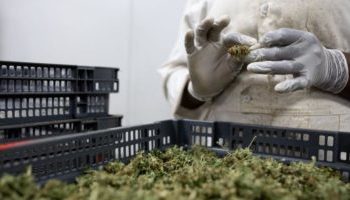 I gjetën kanabis në shtëpi, 39-vjeçari nga Memaliaj shpallet në kërkim