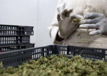 Kombet e Bashkuara heqin kanabisin nga lista e drogave të rrezikshme