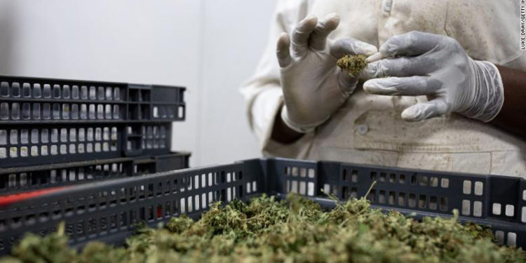 Kombet e Bashkuara heqin kanabisin nga lista e drogave të rrezikshme