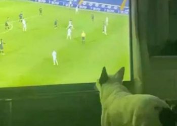 Video/ Triumfi i Leeds lumturon qenin, tifozi special feston në mënyrë spektakolare