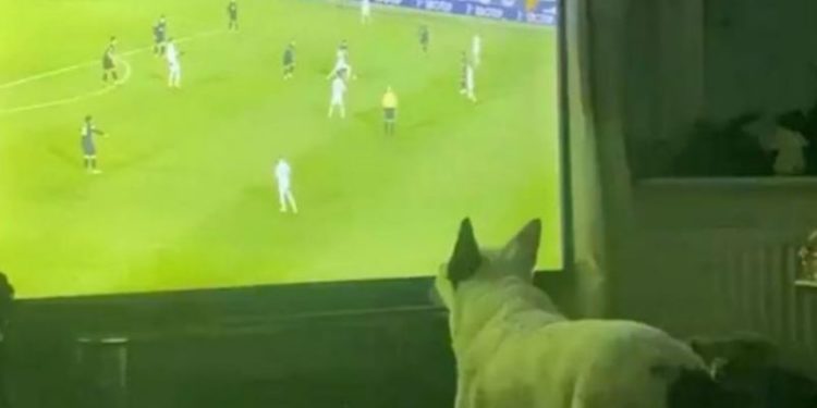 Video/ Triumfi i Leeds lumturon qenin, tifozi special feston në mënyrë spektakolare