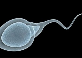 A ndikon Covid-19 në pjellorinë e meshkujve? Ja çfarë thonë ekspertët nga Gjermania dhe Britania