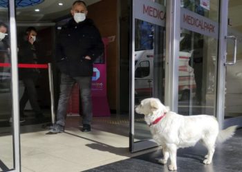 Fotoja prekëse/ Për ditë të tëra, qeni pret pronarin jashtë spitalit
