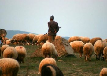 Moti i keq, rrëzohet masivi shkëmbor, zë poshtë 50 krerë bagëti