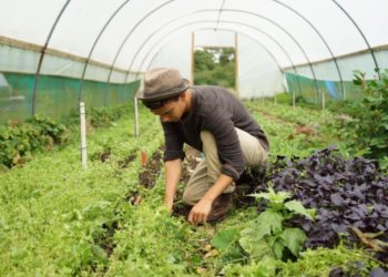 Si të bëhesh fermer përmes instagramit