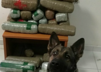 Qeni zbulon pakot me kanabis në kufirin shqiptaro-grek (VIDEO)