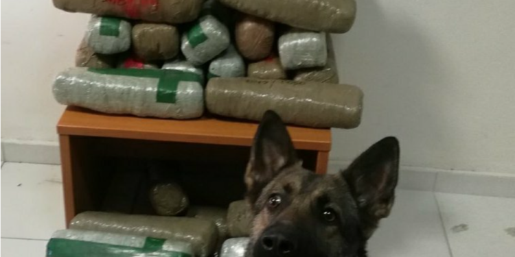 Qeni zbulon pakot me kanabis në kufirin shqiptaro-grek (VIDEO)