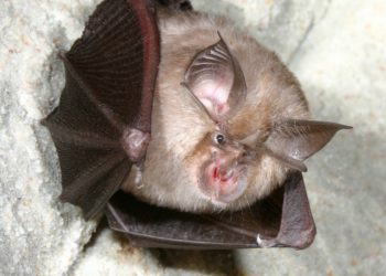 Studimi befasues/ Patogjeni i covid-19 u has te lakuriqët e natës në Kamboxhia në 2010