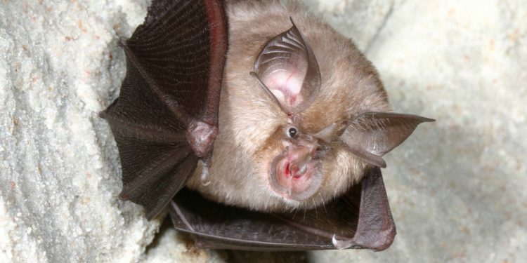 Studimi befasues/ Patogjeni i covid-19 u has te lakuriqët e natës në Kamboxhia në 2010