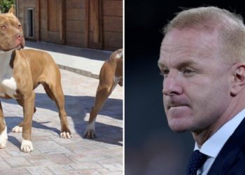 E rëndë në Itali/ Igli Tare sulmohet nga një pitbull ndërsa shëtiste, lëndohet vetë dhe humb një prej qenve
