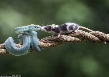 Kureshtja e tepërt të kushton shtrenjtë (FOTO)