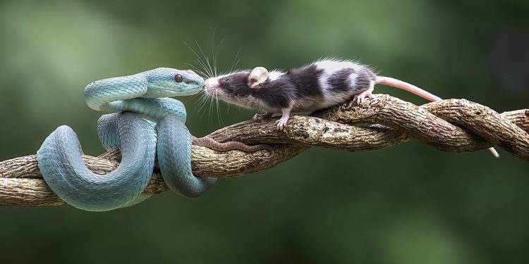 Kureshtja e tepërt të kushton shtrenjtë (FOTO)