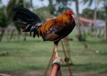 Pronari humb jetën nga goditja me thikë e gjelit, policia “shoqëron” në Komisariat shpendin