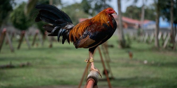 Pronari humb jetën nga goditja me thikë e gjelit, policia “shoqëron” në Komisariat shpendin