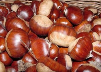 Shqipëria e 9-a në botë për eksportin e gështenjës: Potenciale për rritjen e fitimeve në zonat e Veriut