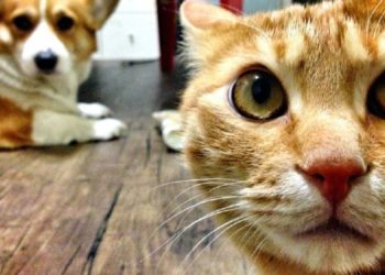 Frika nga Covid, Koreja e Jugut nis testimin edhe për qentë dhe macet