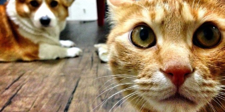 Frika nga Covid, Koreja e Jugut nis testimin edhe për qentë dhe macet