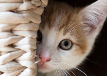 Pse u bë një mace kryelajm i së shtunës në mediat iraniane