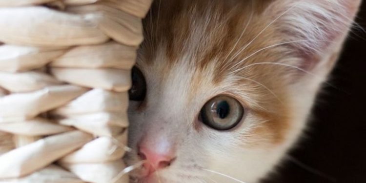 Pse u bë një mace kryelajm i së shtunës në mediat iraniane