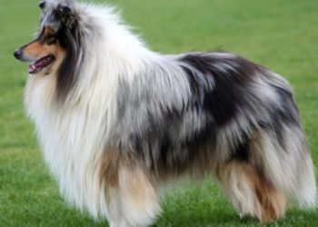 Kur mbetesh beqar e pa familje, milionat i kalojnë… qenit