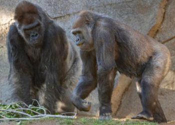 SHBa, shteti i parë në botë që po vaksinon kafshët