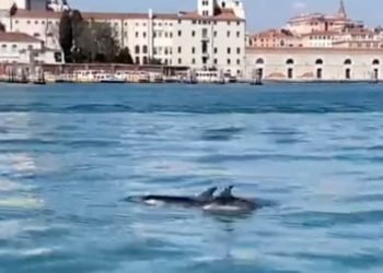 Këta delfinë bënë një udhëtim ditor në “Grand Canal” të Venecias (VIDEO)