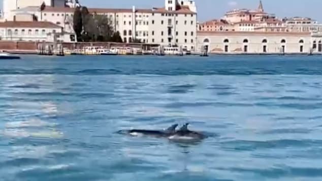 Këta delfinë bënë një udhëtim ditor në “Grand Canal” të Venecias (VIDEO)