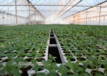 Nisin aplikimet për subvencionet në bujqësi