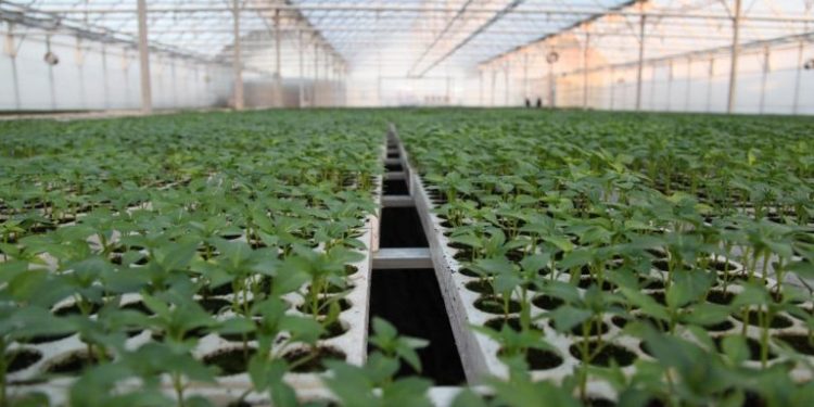 Nisin aplikimet për subvencionet në bujqësi