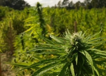 “Lazarati” në tokën greke/ Kishin kthyer zonën në plantacion kanabisi, arrestohen dy shqiptarët (FOTO)