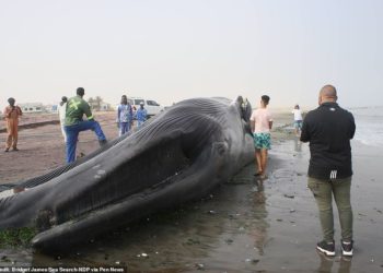 18 metra e gjatë, del në breg balena gjigante (FOTO)