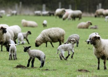 Çmenduri/ Shqiptari godet me thikë fqinjin grek vetëm sepse delja kaloi kufirin në tokën e tij