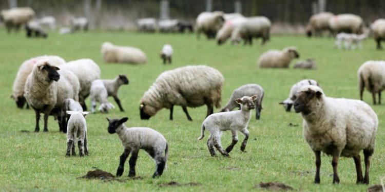 Çmenduri/ Shqiptari godet me thikë fqinjin grek vetëm sepse delja kaloi kufirin në tokën e tij