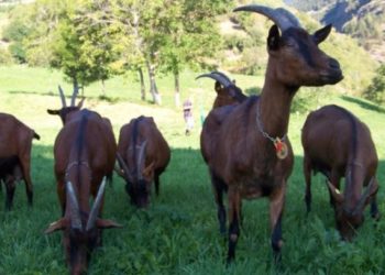 E pazakontë në Tiranë/ Çobani i pakujdesshëm i shkatërroi vreshtin, por pronari i merr peng dhitë