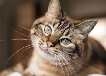 Pse macet kanë mustaqe?