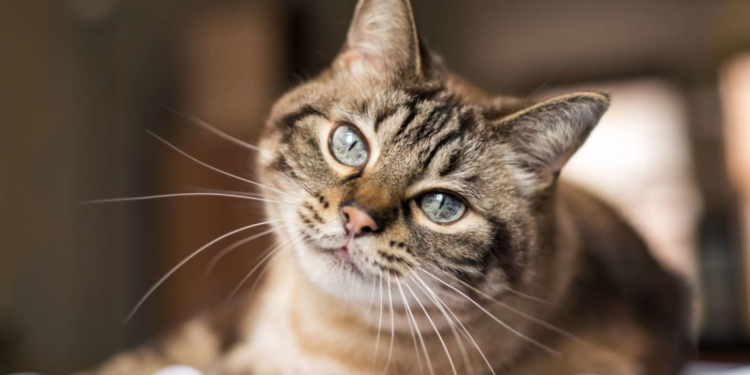 Pse macet kanë mustaqe?