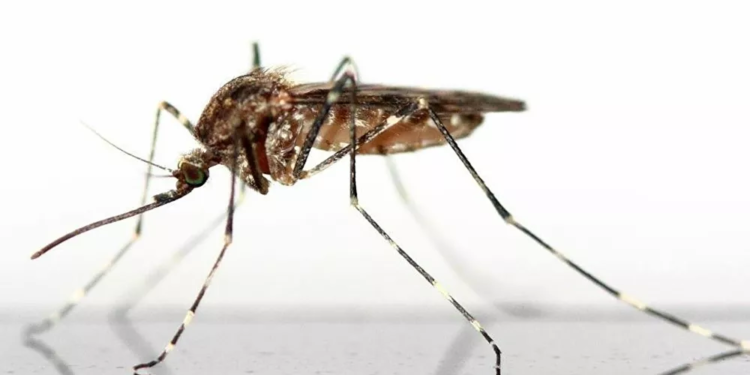 Kompania e financuar nga Bill Gates lëshon mushkonjat e modifikuara gjenetikisht në Florida