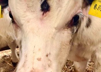 E pazakontë/ Zbulohet viçi me tre sy (FOTO)