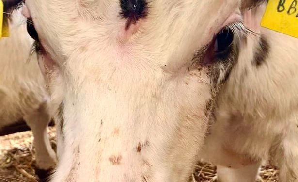 E pazakontë/ Zbulohet viçi me tre sy (FOTO)