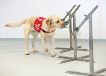 Britania e Madhe trajnon qenë identifikues të virusit COVID-19