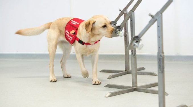 Britania e Madhe trajnon qenë identifikues të virusit COVID-19