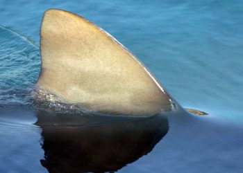 Viktima më e vjetër ndonjëherë nga një sulm peshkaqeni, daton 3,000 vjet më parë (FOTO)