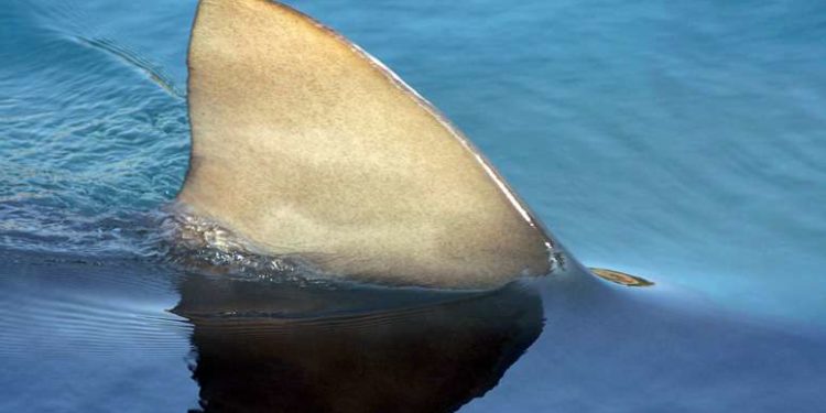 Viktima më e vjetër ndonjëherë nga një sulm peshkaqeni, daton 3,000 vjet më parë (FOTO)